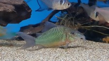 Corydoras splendens emerald for sale  Chestertown