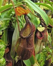 Nepenthes villosa hamata for sale  Winston Salem