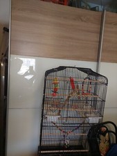 Großer vogelkäfig zuverkaufe gebraucht kaufen  Neuruppin