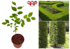 Fagus japonica japanese for sale  HUDDERSFIELD