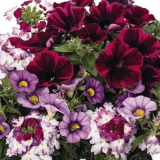 Trio shocking purple for sale  UK