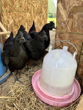 Ayam cemani chicken d'occasion  Expédié en Belgium