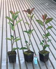 photinia usato photinia usato Roma