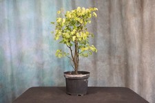 nursery trees for sale nursery trees for sale North Fort Myers