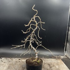 Japanese larch bonsai for sale Japanese larch bonsai for sale  HULL