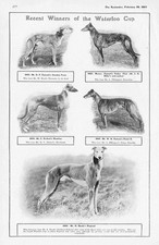 Coursing recent winners for sale  GLASGOW