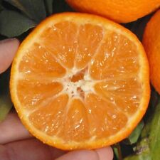 California clementine nules for sale  Portland