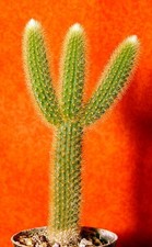 Hildewintera aureispina cm gebraucht kaufen  Nürnberg