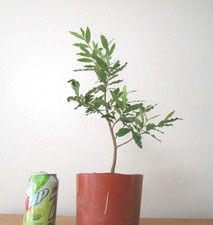 mickey plant flower mouse for sale  Garden Grove