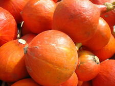 Samen hokkaido kürbis gebraucht kaufen  Stralsund-Umland I