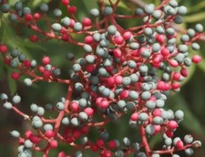 Chinese pistach tree for sale  Russell