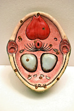 Vintage Fatto a Mano Anatomico Cross-Section Modello Gesso Di Parigi Educativo, usado comprar usado  Enviando para Brazil