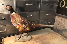 Taxidermie cabinet curiosité d'occasion  Thumeries