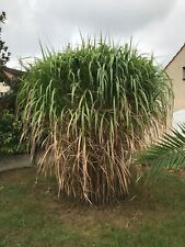 Rhizome miscanthus géant d'occasion  Morangis