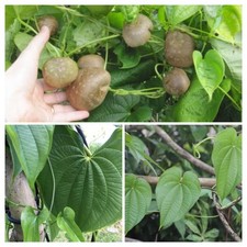 Dioscorea assortiment yam d'occasion  Expédié en France