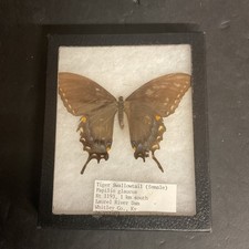 Tiger swallowtail papilio for sale  Cave City