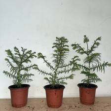 Dawn redwood metasequoia for sale  GRAYS