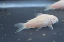 Albino corydoras catfish d'occasion  Expédié en Belgium