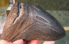 Large 5.28inch megalodon for sale  Jackson