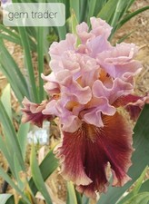 Tall bearded iris for sale  Edmonton