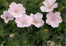 Geranium sanguineum apfelblüt gebraucht kaufen  Goch