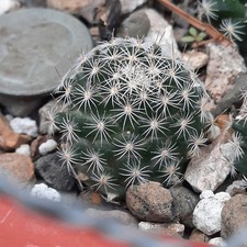 Mammillaria coahuilensis bare for sale  Midland