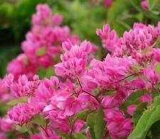Samen blumen beet gebraucht kaufen  Calw