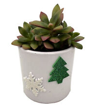 Holiday cheer succulent for sale  Wadsworth