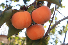 Date plum persimmon for sale  Saint Augustine