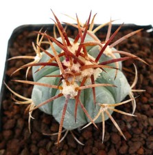 Echinocactus horizonthalonius  usato  Napoli