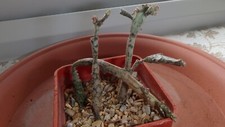 Euphorbia flanaganii cap for sale  MANCHESTER
