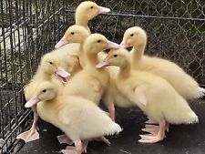 Aylesbury white campbell for sale  AXBRIDGE