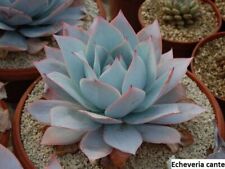 echeveria cante for sale echeveria cante for sale Marietta