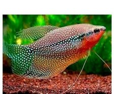 Pearl gourami aka for sale  Wimauma