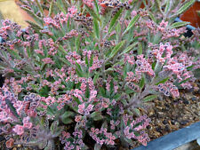 Kalanchoe pink butterflies d'occasion  Servian