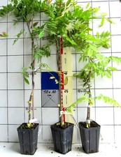 Japanische wisteria glycine gebraucht kaufen  Bad Bergzabern