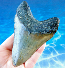 4.26 megalodon shark d'occasion  Expédié en Belgium