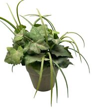 Artificial house plant for sale  Georgetown