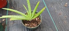 Aloe vera barbadensis for sale  Bradenton