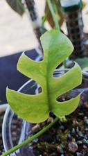 Rhaphidophora tetrasperma vari gebraucht kaufen  Nachrodt-Wiblingwerde