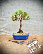 Pinus parviflora japanische gebraucht kaufen  Lübben (Spreewald)