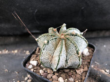 Astrophytum capricorne major usato  Massafra
