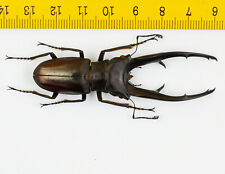 Usado, LUCANIDAE - Besouro veado - Cyclommatus imperator (70mm) - P.N.G - 7591 comprar usado  Enviando para Brazil