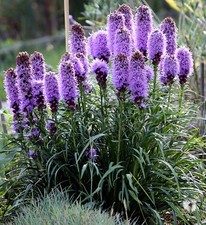 Samen veranda blüten gebraucht kaufen  Calw