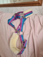 Foal shetland mini for sale  BOSTON