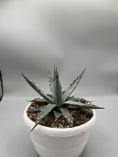 Agave utahensis vaso usato  Monterosso Almo
