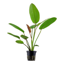 Echinodorus barthii tropica for sale  MANSFIELD