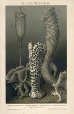 ESPONJA DE VIDRO MARINHO 1895 CESTA DE FLORES DE VÊNUS impressão cromolitográfica comprar usado  Enviando para Brazil