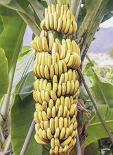 Live banana tree for sale  Archer