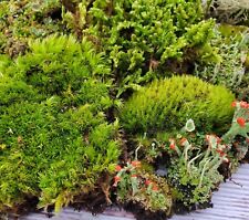 Live fairy garden for sale  Mount Vernon